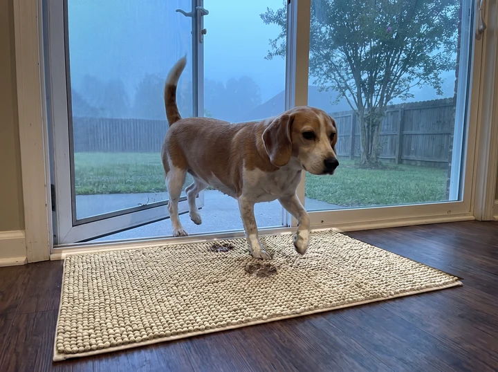A beagle walks in from a rainy yard across a beige Muddy Mat, leaving its muddy prints on the mat while the wood floor beyond stays clean.